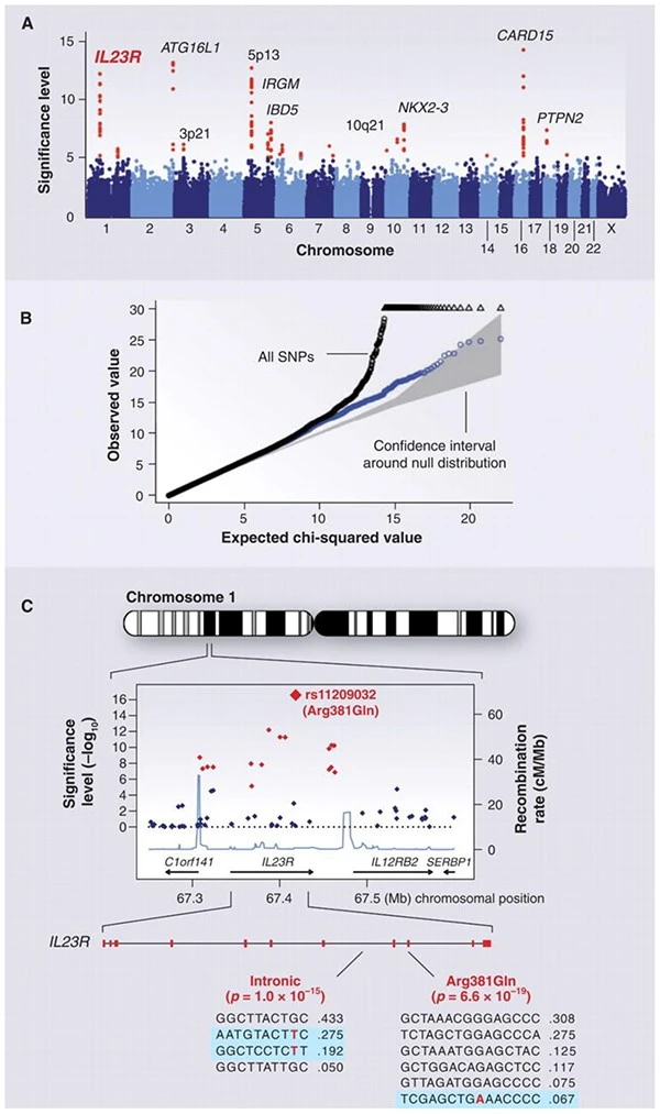 Genetic association study highlighting IL23R and other loci linked to disease, with Manhattan plot, QQ plot, and detailed view of significant SNP rs11209032 on Chromosome 1.