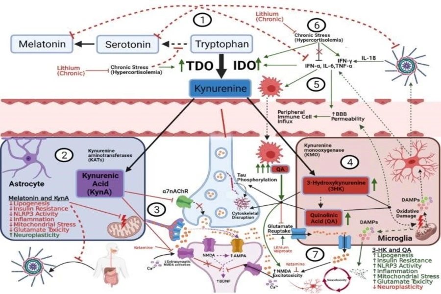 Detailed diagram of the tryptophan-kynurenine pathway showing the impact of stress, serotonin, melatonin, and immune cells on brain function.